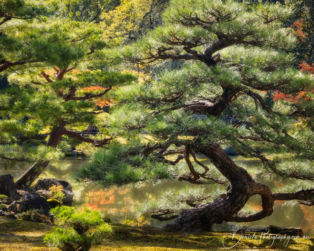 Sculptural pine trees back lit in the morning
